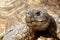 Close up of a tortoise\'s head and eyes