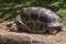 Close-up of a tortoise turtle