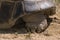 Close-up of a tortoise turtle