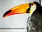 Close-up of toucan head and beak