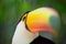 Close up Toucan Ramphastos toco with long beak Foz do Iguacu, Brazil