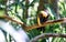 Close up of a toucan on a tree