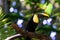 Close up of a toucan on a tree