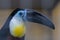 Close up of toucan tropical american bird