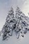Close up towering fir trees covered with snow concept photo