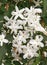 Close-up of Trachelospermum jasminoides with delicate white flowers
