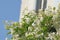 Close-up of Trachelospermum jasminoides with delicate white flowers