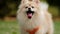 Close up tracking Cute Little Pomeranian Dog in pet stroller walk in a city park, take the pet on a trip