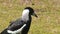 Close up tracking shot of an Australian magpie