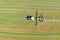 Close up of a tractor turning cut grass to dry for hay. Rural landscape. An new tractor presses hay into a roll. Shooting from a d