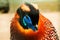 Close-up Tragopan pheasant portrait