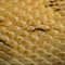 Close-up of Trans-Pecos rat snake scales