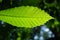 Close-up translucent green leaf