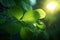 Close-up of Translucent Leaves and Plants as a Symbol of Photosynthesis