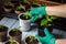 Close-up of transplanting seedlings. Home gardening. Woman`s hands in gloves hold pots of plants. Eco growing food