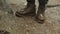 Close-up of traveler in boots standing on ground. Stock footage. Hiking boots can withstand extreme wet and muddy walk