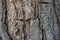 Close up of tree bark texture, Tree trunk detail texture as natural backgroud, wood skin after for Termites eat