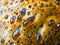 Close-up on tree bracket fungus surface with red condensate droplets