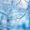 a close up of a tree branch covered in ice