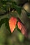 A close up of a tree branch with green and a few red leaves due to the approaching fall or autumn season making a great background