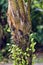 Close up of tree in El Yunque Rainforest