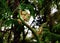 Close up of a tree fern fiddle head with fronds in backgroun