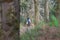 close up of tree and fern in forest with hiker