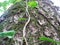 Close-up of a tree in the forest, twisted ivy on the trunk