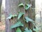 Close-up of a tree in the forest, twisted ivy on the trunk