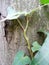 Close-up of a tree in the forest, twisted ivy on the trunk