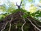 Close-up of a tree in the forest, twisted ivy on the trunk