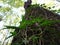 Close-up of a tree in the forest, twisted ivy on the trunk