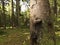 Close up of Tree with fungi