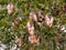 Close up of the tree known in the U.S./Mexico borderlands as desert ironwood or palo fierro Olneya tesota It is one of many wood