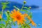 Close-up Tree marigold, Mexican sunflower, Nitobe chrysanthemum