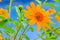 Close-up Tree marigold, Mexican sunflower, Nitobe chrysanthemum