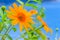 Close-up Tree marigold, Mexican sunflower, Nitobe chrysanthemum