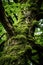 a close up of a tree with moss growing on it