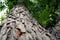 Close up of a tree with a narrow depth of field at cold weather