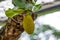 Close-up of tree pineapple fruit bearing fruit on jackfruit tree