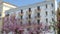 Close-up of tree in pink blossom, Kerkyra town, Corfu Island, Greece