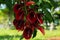 Close up of a tree with red flowers - erythrina crista-galli also known as  a coral tree and a flame tree