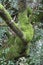 Close up of tree trunk covered with green soft moss