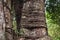 Close up of a tree trunk covered by liana plant in the jungle of Tikal, Peten, Guatemala