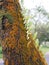 Close up of a tree trunk covered in mold and Bulbophyllum drymoglossum