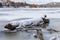 Close up of tree trunk covered by snow in frozen water surface on  Brno Reservoir on river Svratka