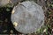 Close-up of a tree trunk. Growth rings. Wood texture