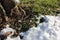 Close-up of tree trunk and melting snow on green grass during spring thaw.