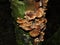 Close-up of a tree trunk with moss and shelf-fungus