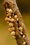 Close-up Of Tree Trunk and Snails